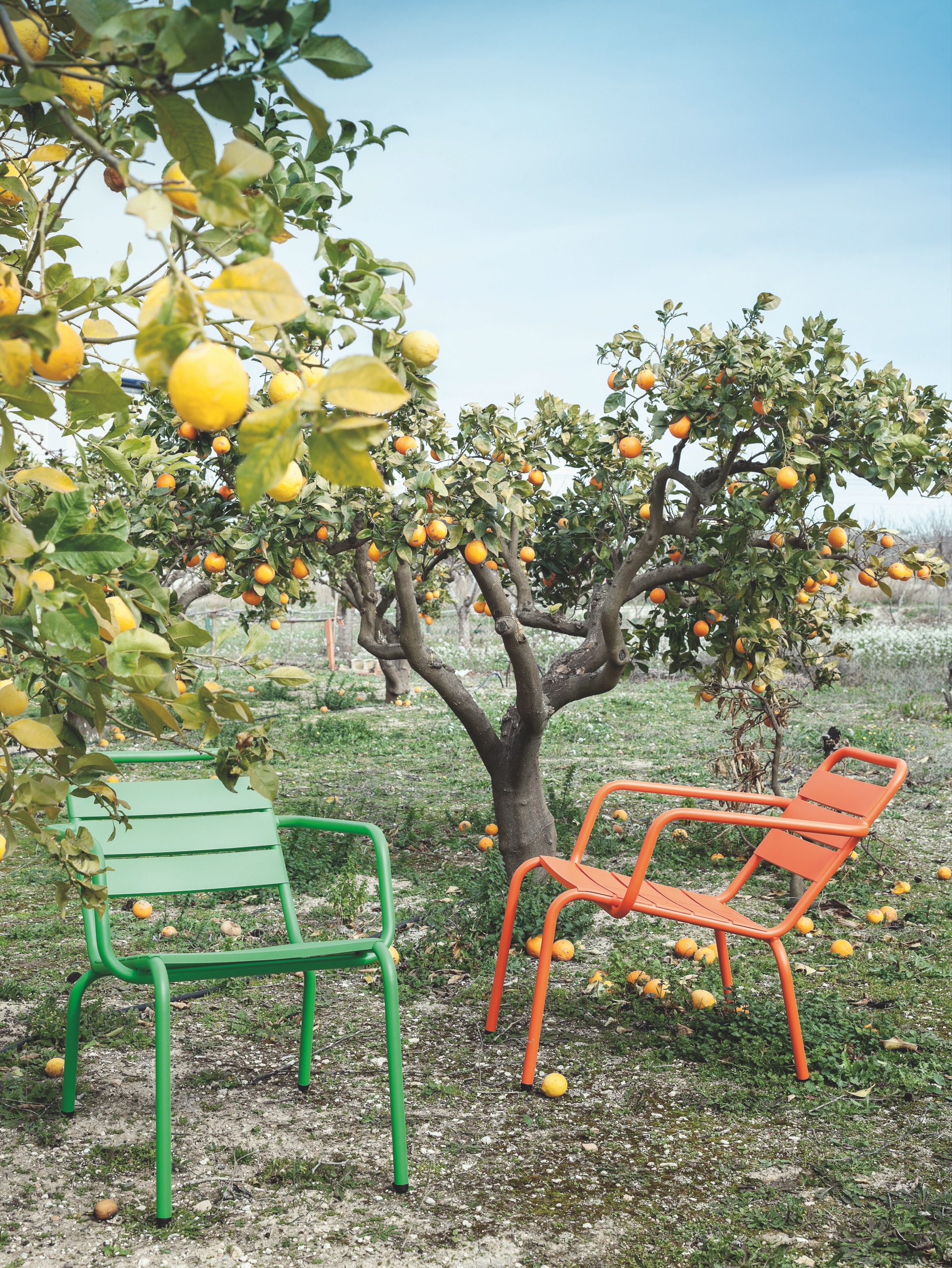 Two slatted metal armchairs, one green and one orange, under fruiting lemon and orange trees.