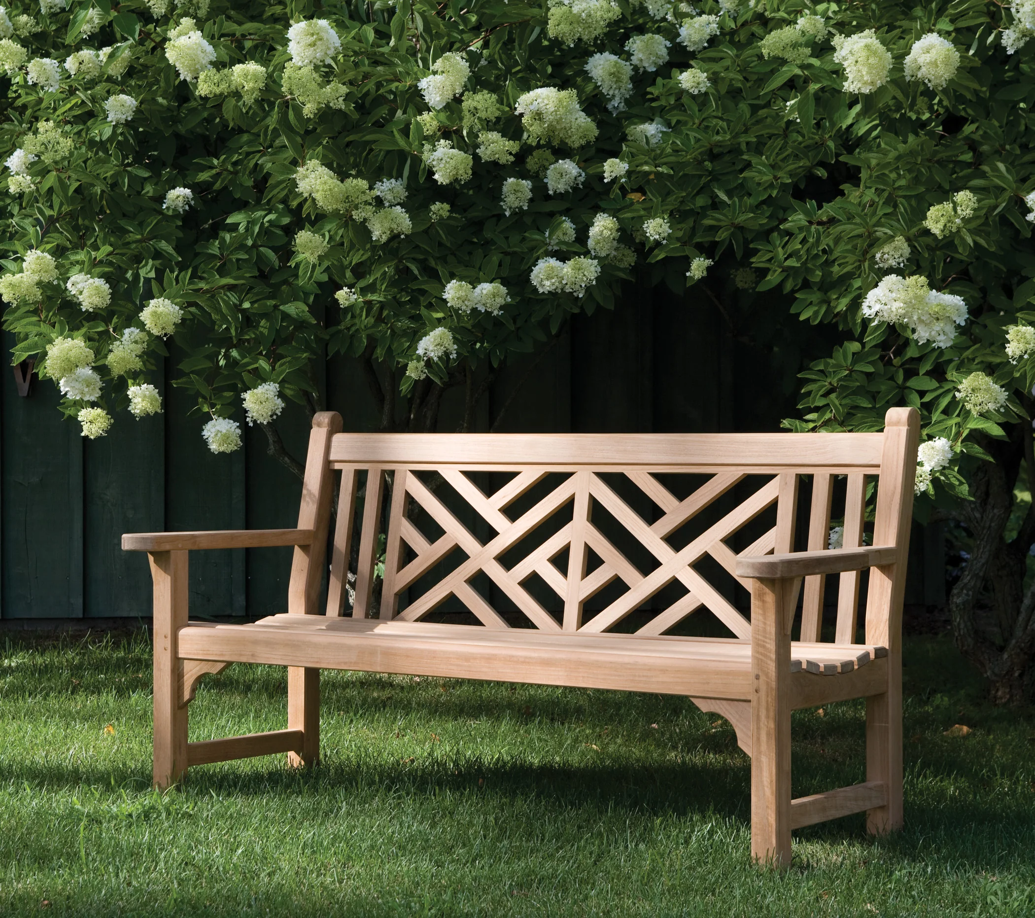 A teak bench with a Chippendale fretwork back on a lawn beneath a hedge of white hydrangeas.